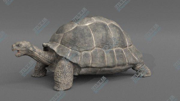 images/goods_img/20210312/3D Giant Tortoise Rigged/5.jpg